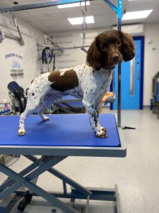 groomed dog at Local Vets